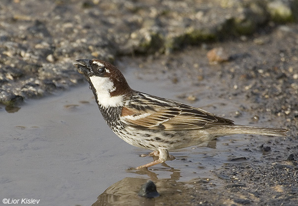  דרור ספרדי  Spanish Sparrow  Passer hispaniolensis                   נחל כנף,רמת הגולן  אפריל 2008.צלם:ליאור כסלו